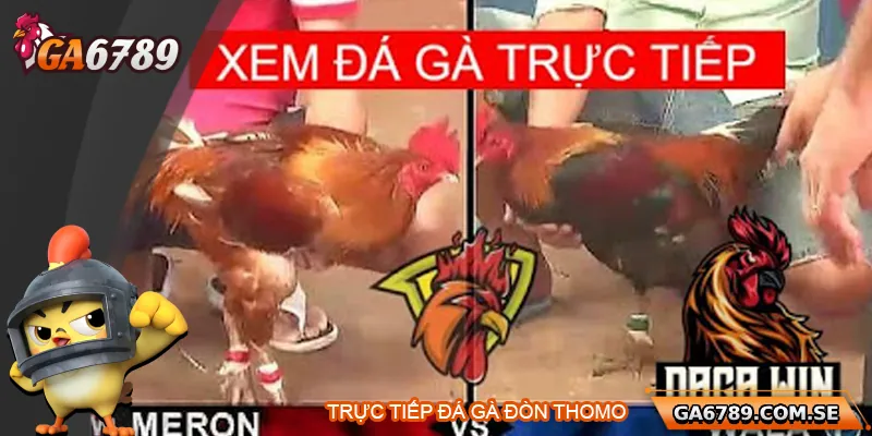Khám Phá Trực Tiếp Đá Gà Thomo Uy Tín Tại Ga6789 3 Khám Phá Trực Tiếp Đá Gà Thomo Uy Tín Tại Ga6789