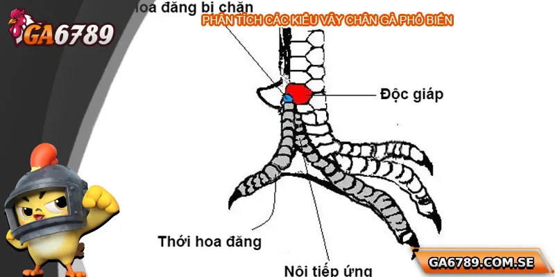 Khám Phá Cách Xem Chân Gà Đá Hay Chuẩn Tại Ga6789 2 Phân tích các kiểu vảy chân gà phổ biến