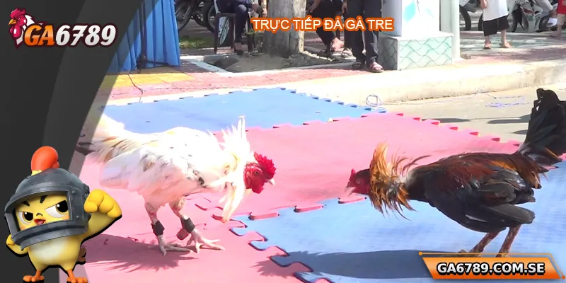 Trực Tiếp Đá Gà Tre - Trải Nghiệm Chất Lượng Tại Ga6789 2 Trực Tiếp Đá Gà Tre - Trải Nghiệm Chất Lượng Tại Ga6789
