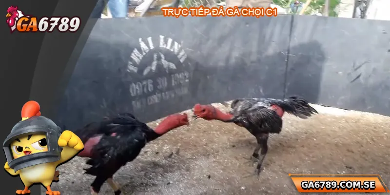 Trực Tiếp Đá Gà Chọi C1 – Trải Nghiệm Đỉnh Cao Tại Ga6789 1 Trực Tiếp Đá Gà Chọi C1 – Trải Nghiệm Đỉnh Cao Tại Ga6789