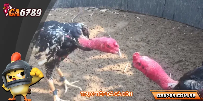 Trực Tiếp Đá Gà Đòn - Xem Chất Lượng Cao Tại Ga6789 4 Trực Tiếp Đá Gà Đòn - Xem Chất Lượng Cao Tại Ga6789